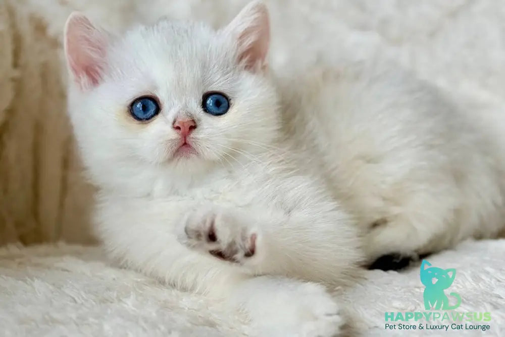Vanilla British Shorthair female black silver chinchilla - live animals