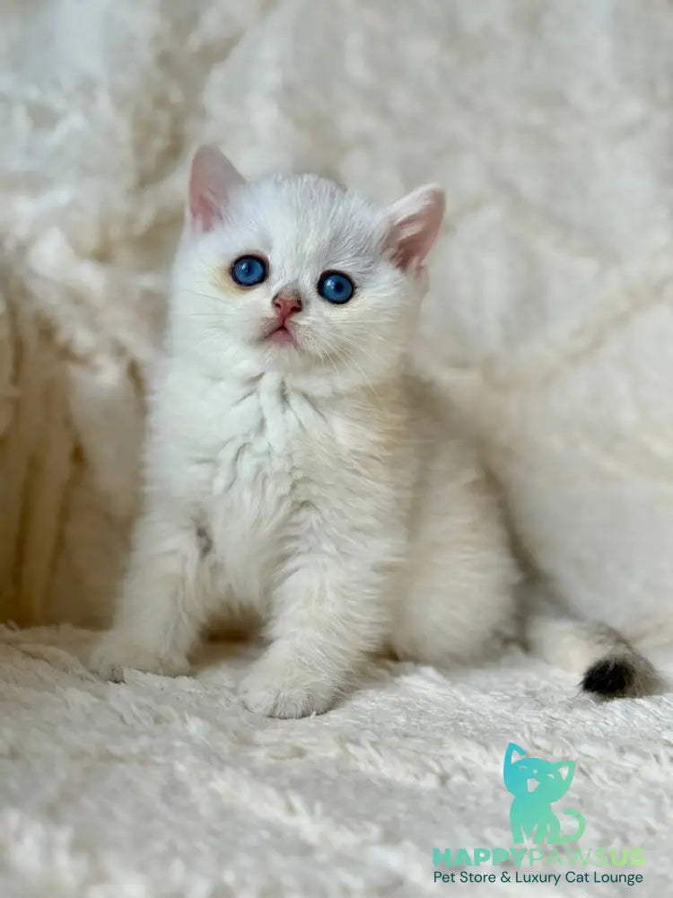 Vanilla British Shorthair female black silver chinchilla - live animals