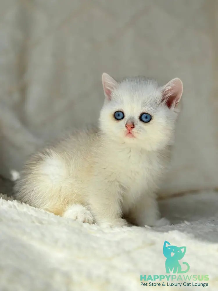 Vanilla British Shorthair female black silver chinchilla - live animals