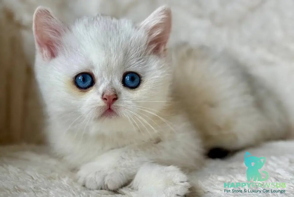 Vanilla British Shorthair female black silver chinchilla - live animals