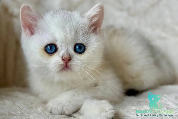 Vanilla British Shorthair female black silver chinchilla - live animals