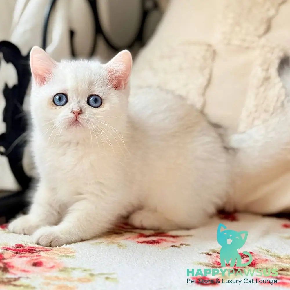 Vanilla British Shorthair female black silver chinchilla - live animals