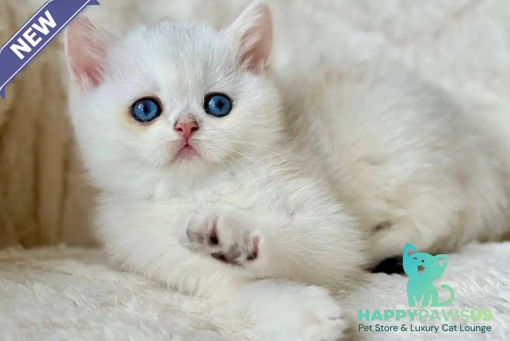 Vanilla British Shorthair female black silver chinchilla - live animals