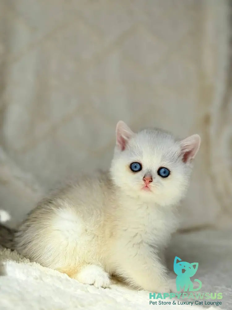 Vanilla British Shorthair female black silver chinchilla - live animals