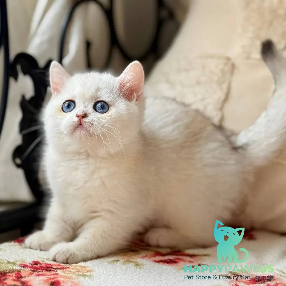 Vanilla British Shorthair female black silver chinchilla - live animals