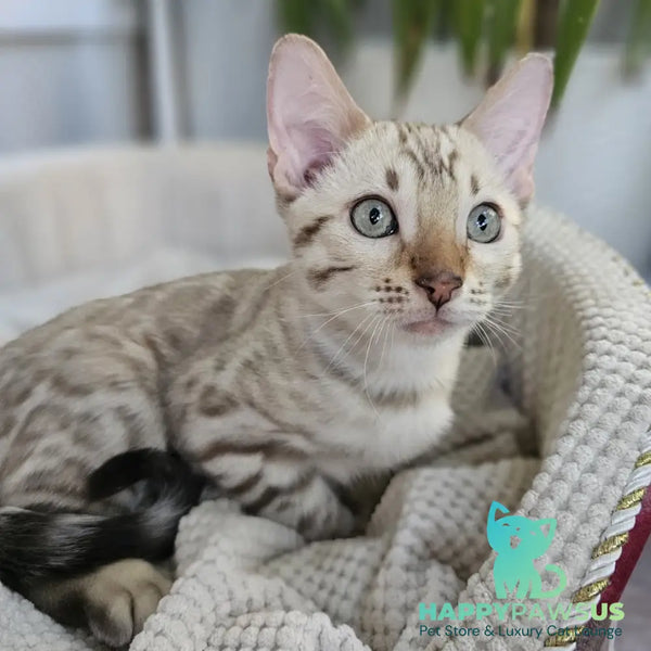 Vanilla Ice Bengal male black spotted tabby pointed - live animals