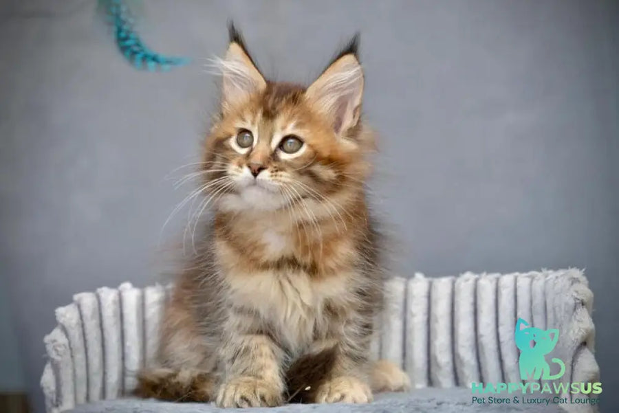 Vanilla Maine Coon female black tortie with white tabby live animals