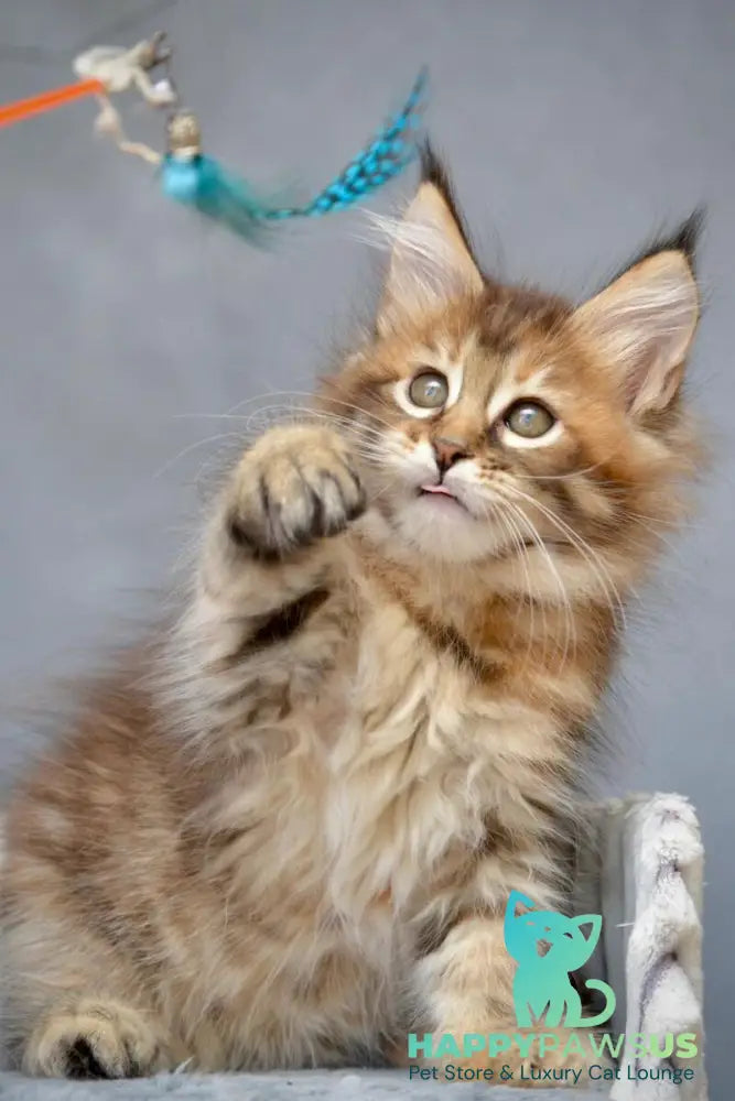 Vanilla Maine Coon female black tortie with white tabby live animals