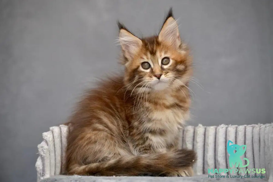 Vanilla Maine Coon female black tortie with white tabby live animals