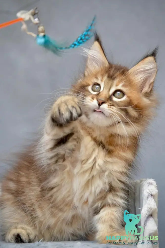 Vanilla Maine Coon female black tortie with white tabby live animals