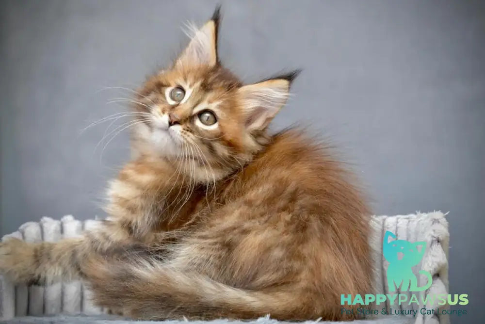 Vanilla Maine Coon female black tortie with white tabby live animals
