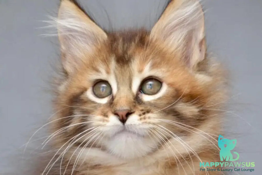 Vanilla Maine Coon female black tortie with white tabby live animals