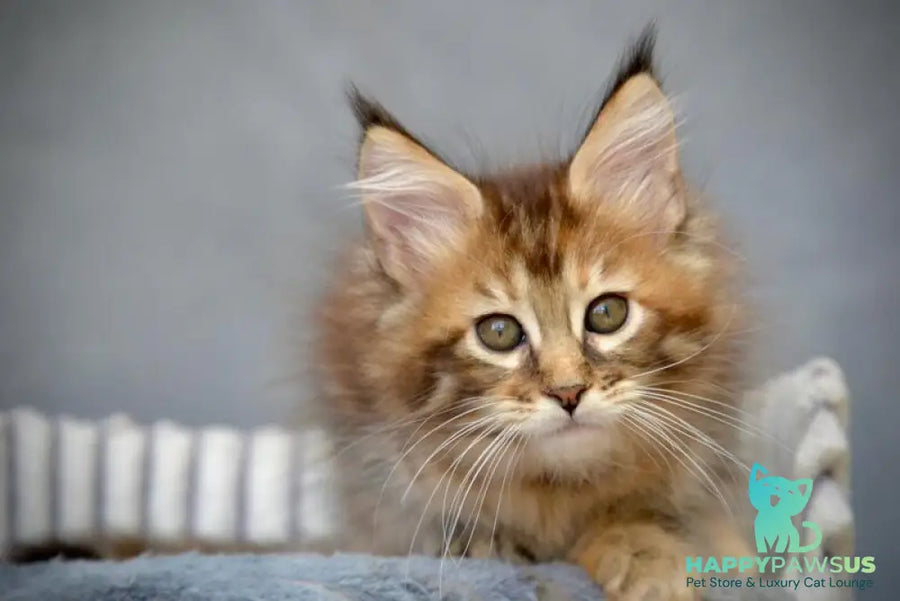 Vanilla Maine Coon female black tortie with white tabby live animals