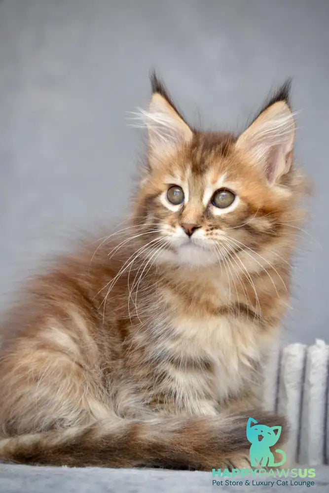 Vanilla Maine Coon female black tortie with white tabby live animals