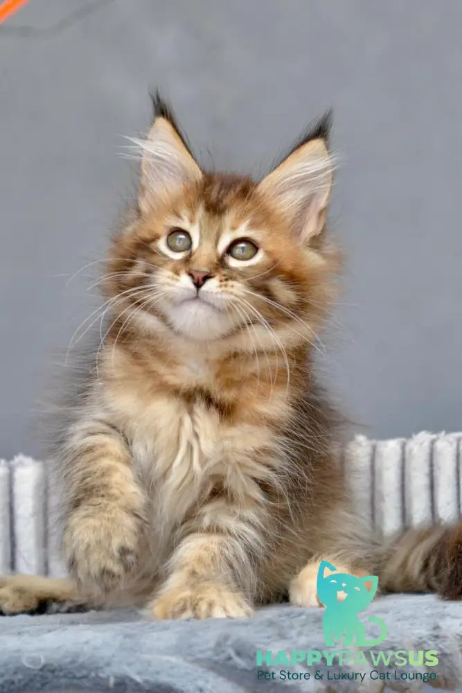 Vanilla Maine Coon female black tortie with white tabby live animals