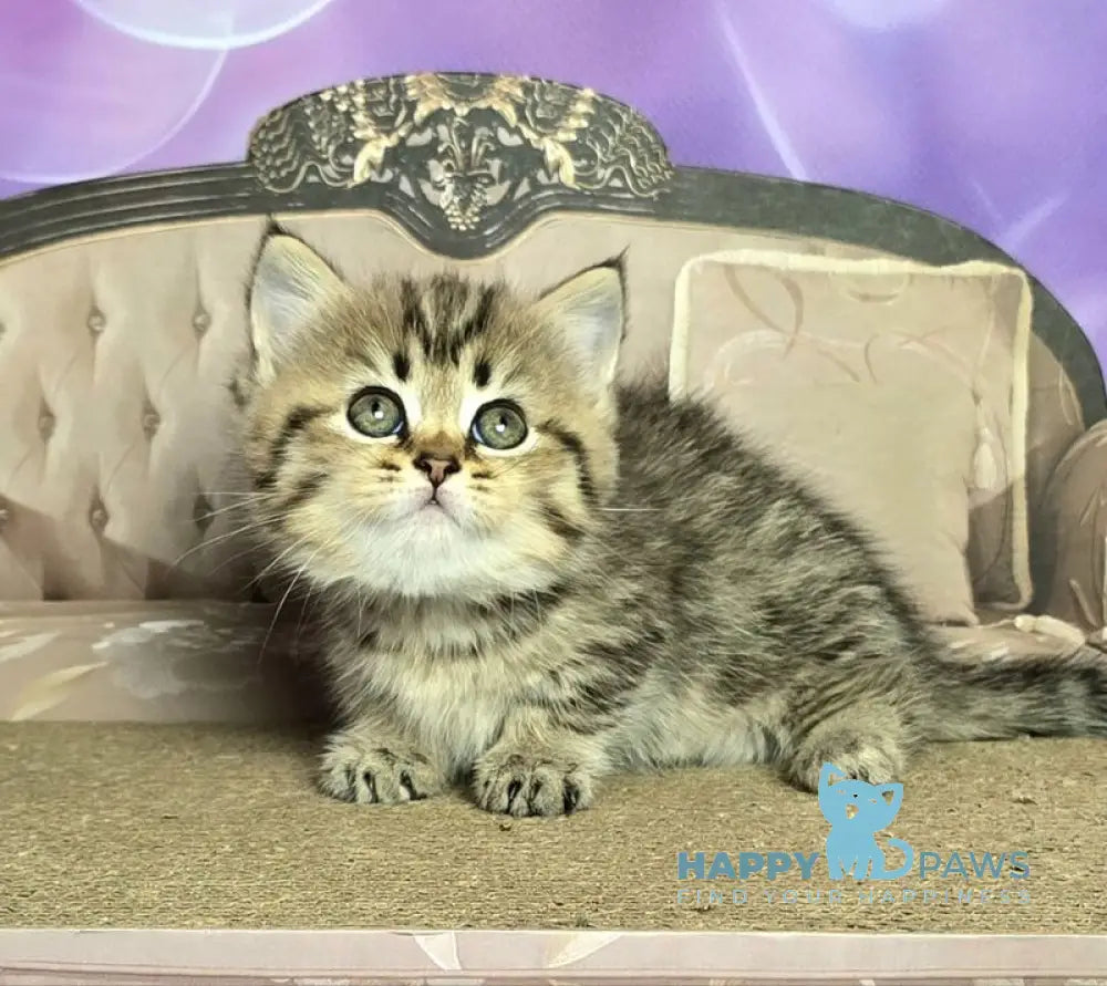 Vanilla Munchkin female black spotted tabby live animals