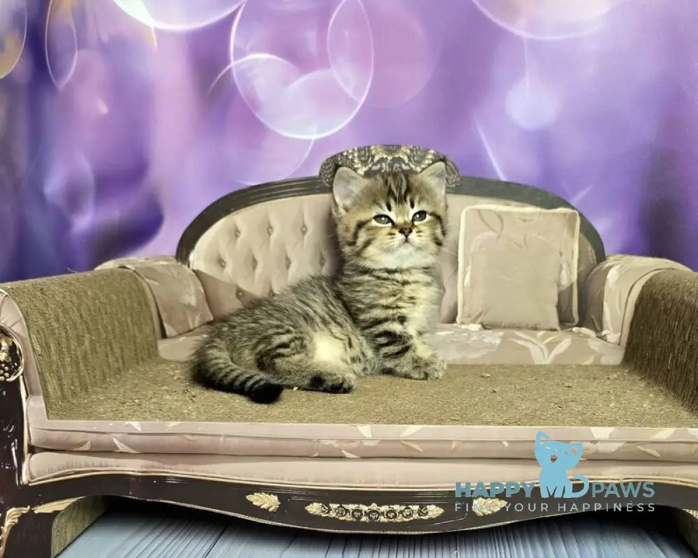 Vanilla Munchkin female black spotted tabby live animals