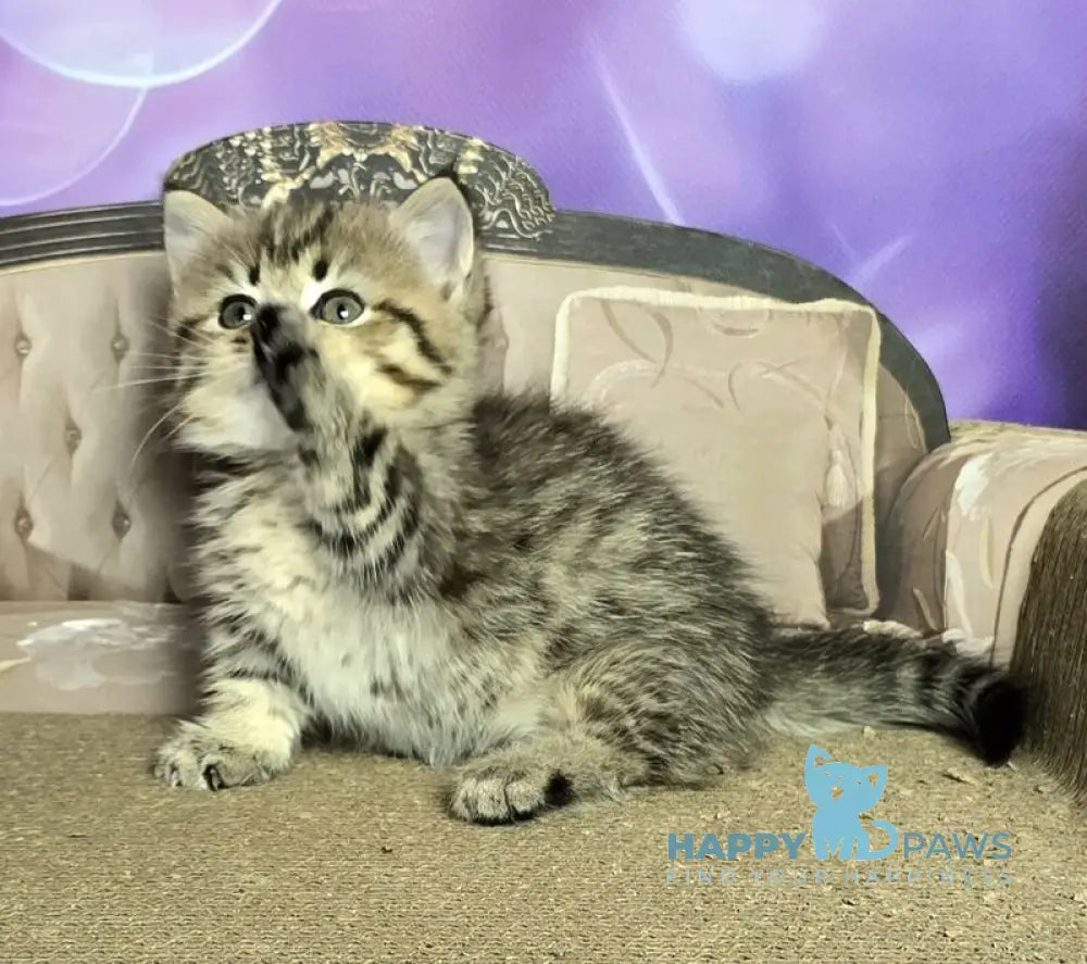 Vanilla Munchkin female black spotted tabby live animals