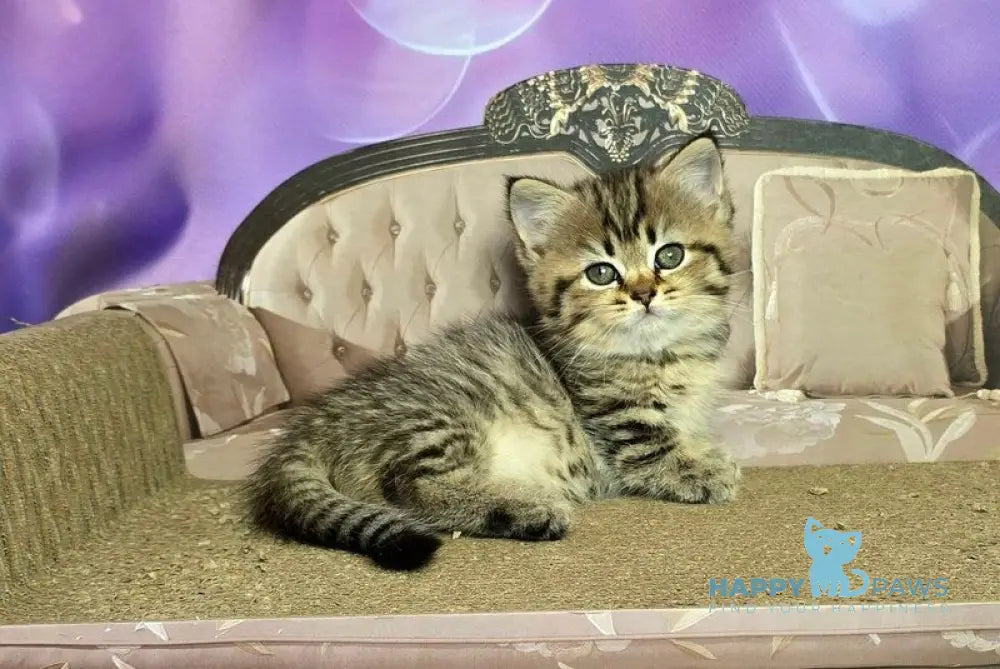 Vanilla Munchkin female black spotted tabby live animals