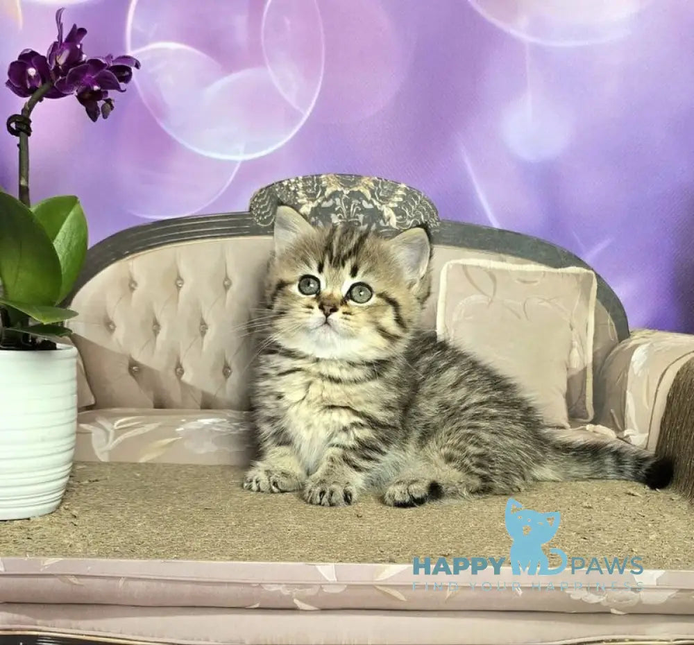 Vanilla Munchkin female black spotted tabby live animals