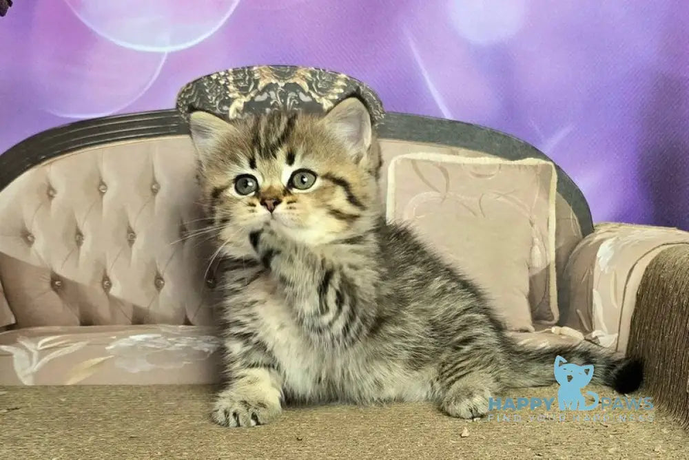 Vanilla Munchkin female black spotted tabby live animals