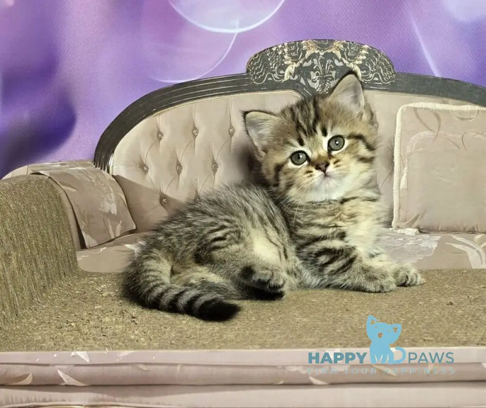 Vanilla Munchkin female black spotted tabby live animals