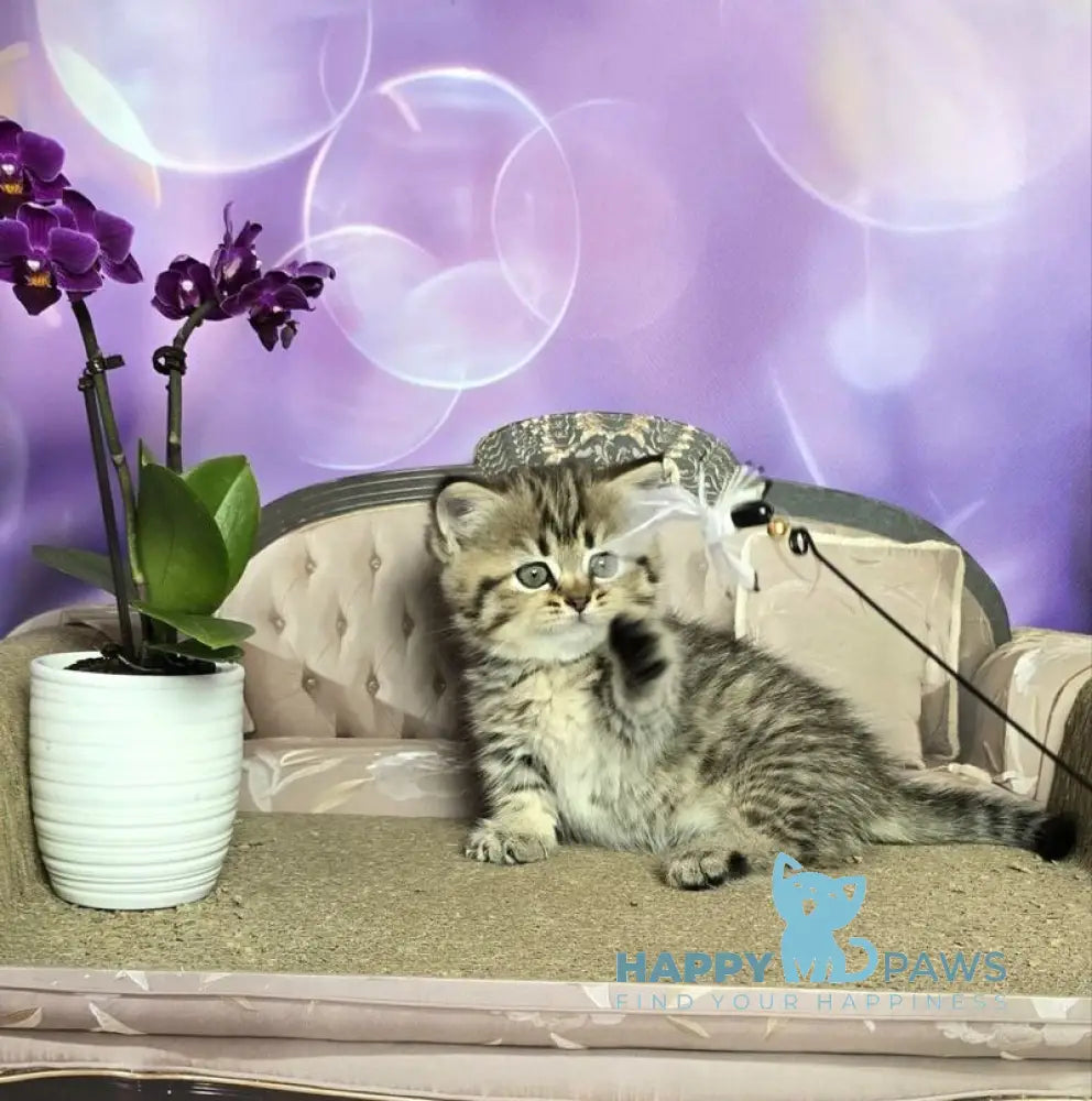 Vanilla Munchkin female black spotted tabby live animals
