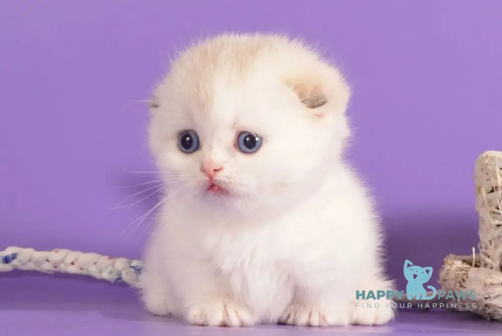Vanilla Munchkin female blue harlequin pointed live animals