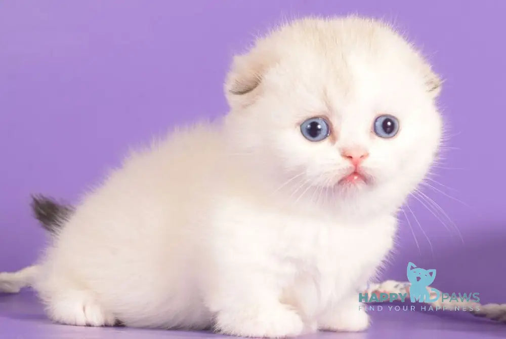 Vanilla Munchkin female blue harlequin pointed live animals