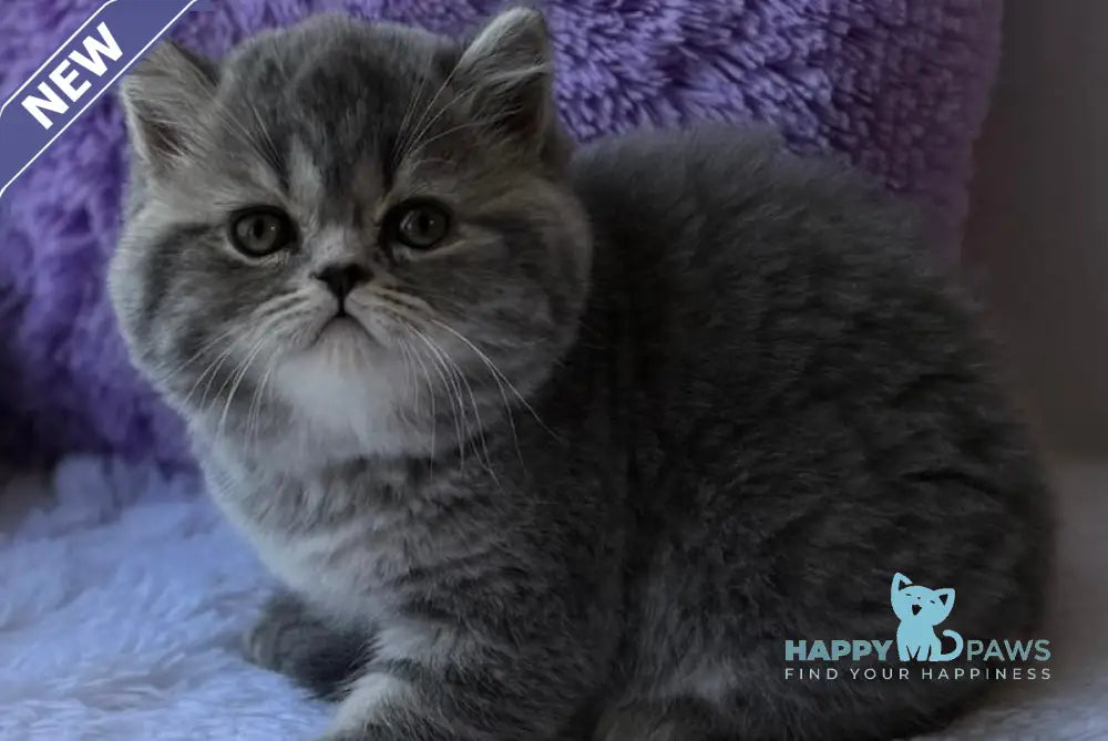 Vanilla Scottish Straight female blue spotted tabby live animals