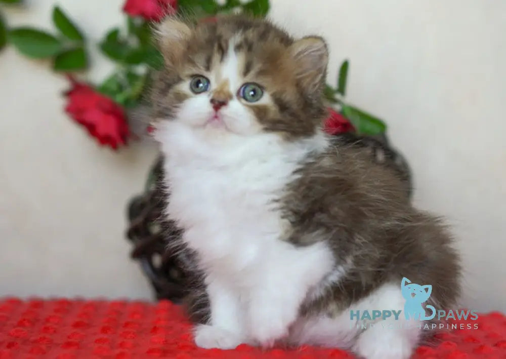 Vanilla Scottish Straight male chocolate tabby bicolour live animals
