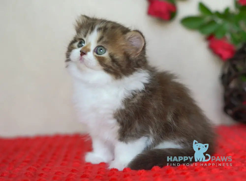 Vanilla Scottish Straight male chocolate tabby bicolour live animals