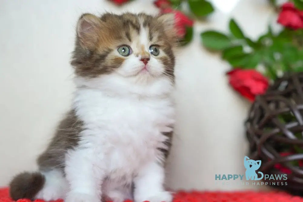 Vanilla Scottish Straight male chocolate tabby bicolour live animals