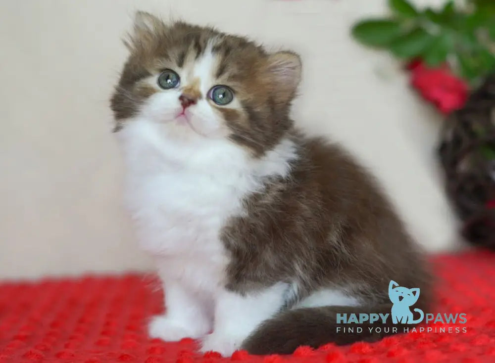 Vanilla Scottish Straight male chocolate tabby bicolour live animals
