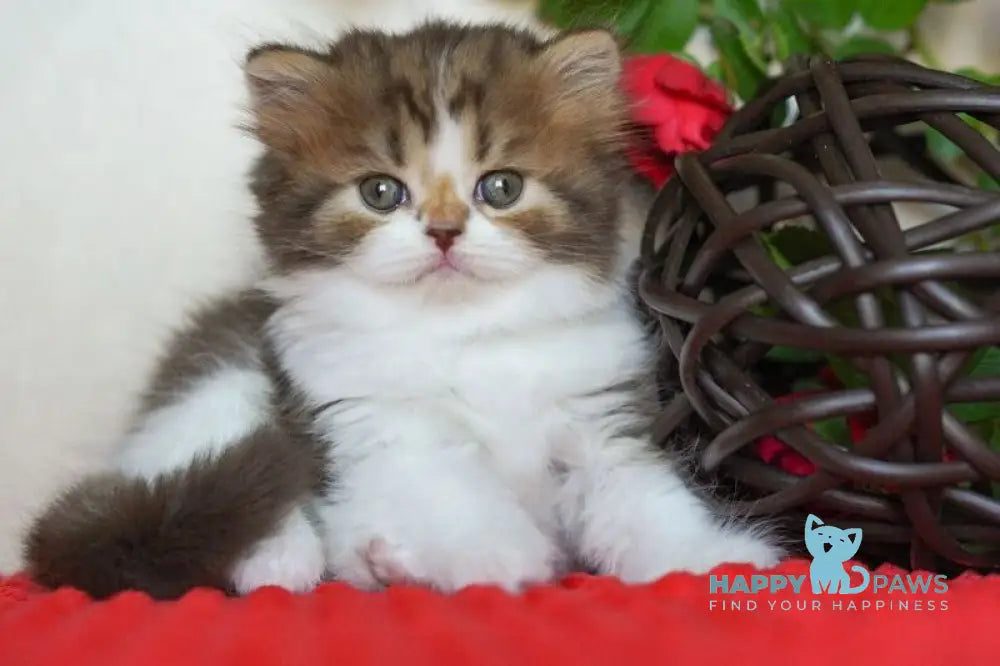 Vanilla Scottish Straight male chocolate tabby bicolour live animals