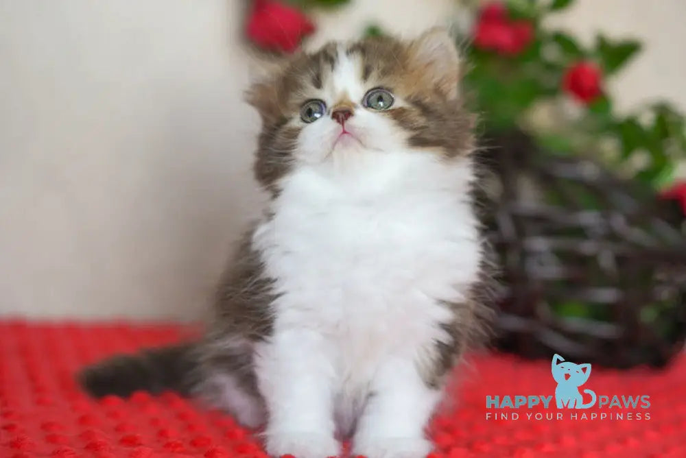 Vanilla Scottish Straight male chocolate tabby bicolour live animals