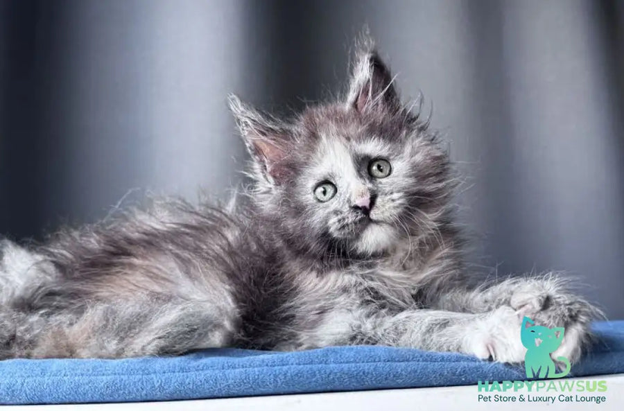 Vanilla Sky Maine Coon female blue tortie - live animals