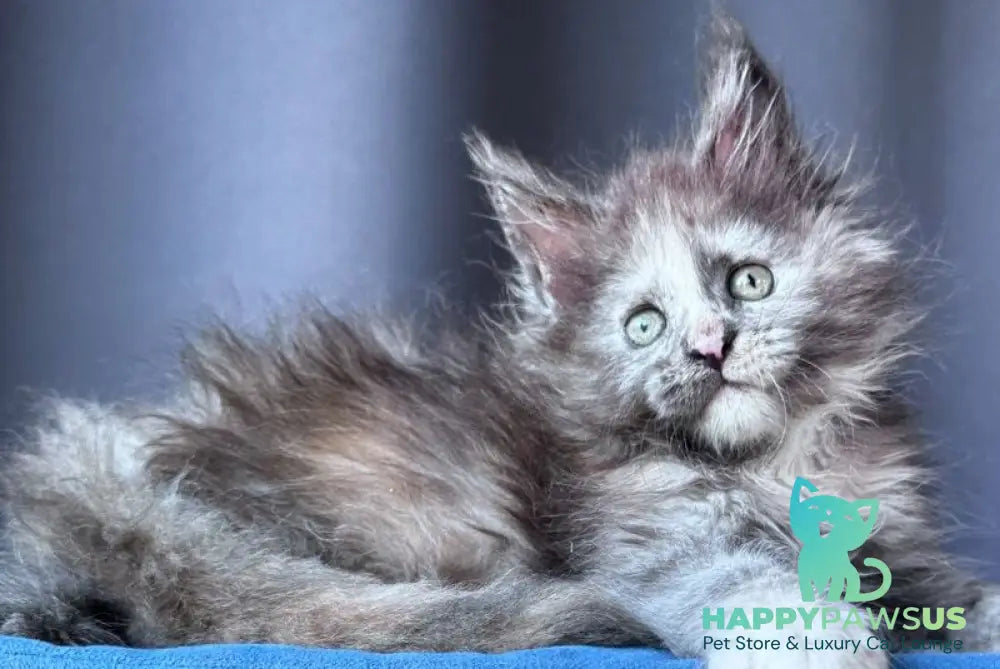 Vanilla Sky Maine Coon female blue tortie - live animals