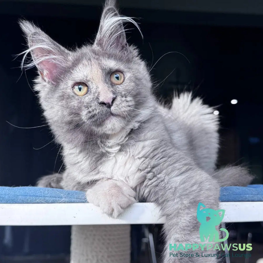 Vanilla Sky Maine Coon female blue tortie - live animals