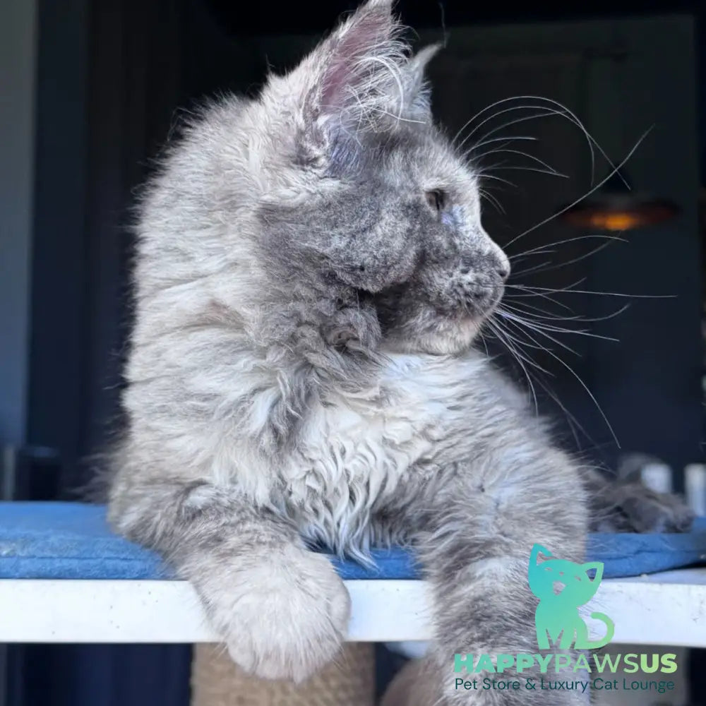 Vanilla Sky Maine Coon female blue tortie - live animals