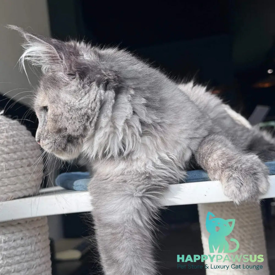 Vanilla Sky Maine Coon female blue tortie - live animals