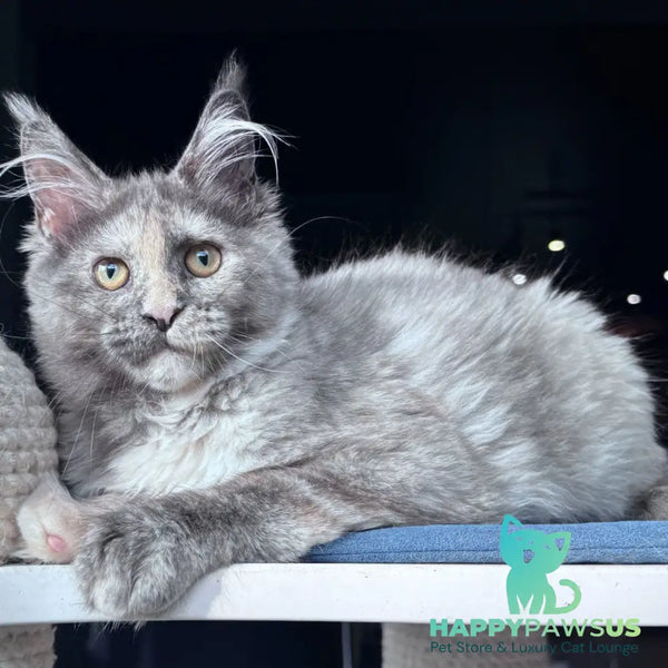 Vanilla Sky Maine Coon female blue tortie - live animals