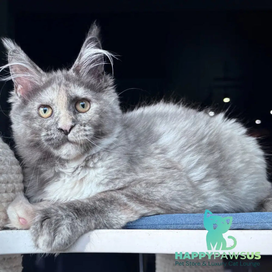 Vanilla Sky Maine Coon female blue tortie - live animals