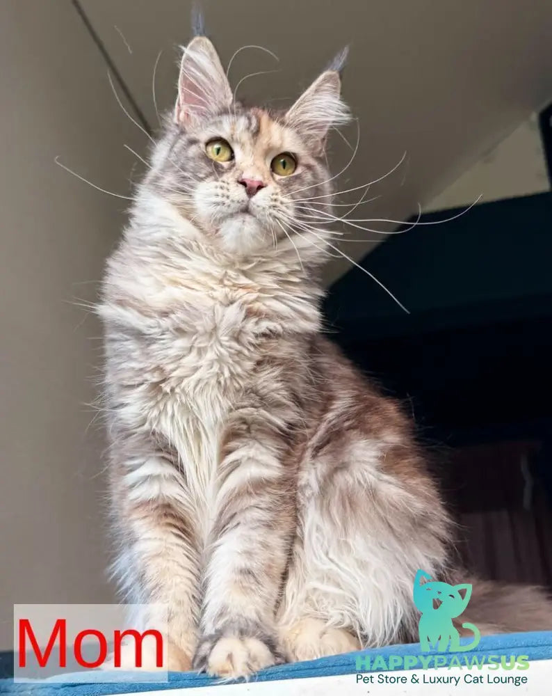 Vanilla Sky Maine Coon female blue tortie - live animals