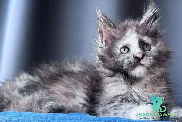 Vanilla Sky Maine Coon female blue tortie - live animals