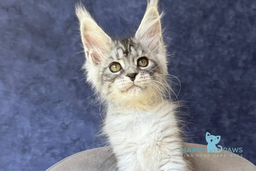 Vansai Maine Coon female black silver spotted tabby - live animals