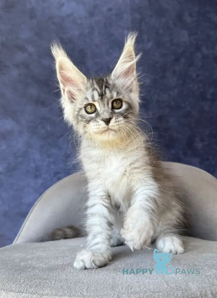 Vansai Maine Coon female black silver spotted tabby - live animals