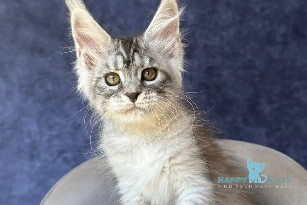 Vansai Maine Coon female black silver spotted tabby - live animals