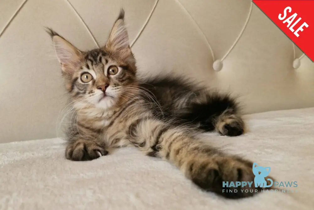 Vanya Maine Coon male black tabby live animals