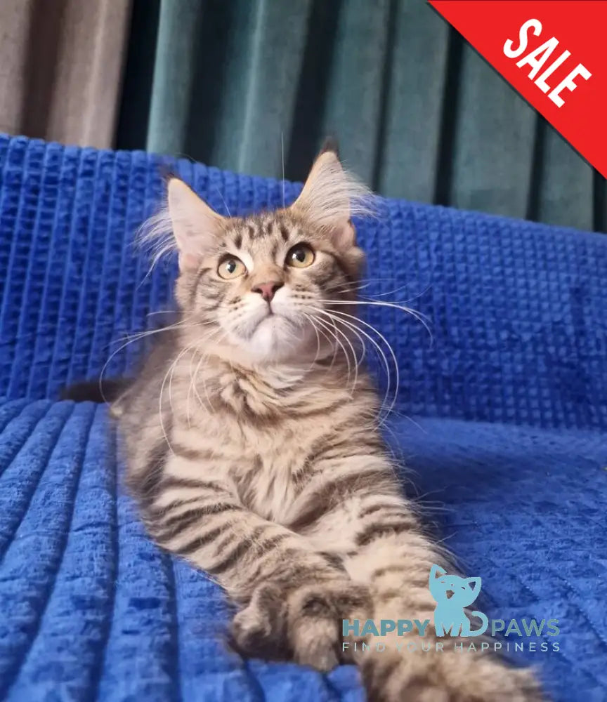 Vanya Maine Coon male black tabby live animals
